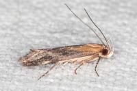 Stomopteryx basalis