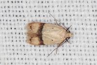 Odites kollarella