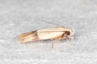 Odites kollarella