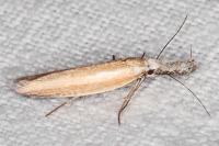 Pleurota aristella