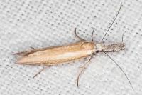Pleurota aristella