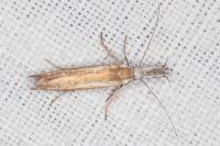 Pleurota aristella