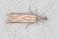 Pleurota honorella/tabelli