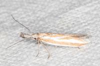 Pleurota honorella/tabelli