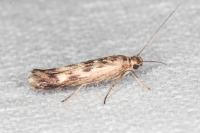 Scythris limbella