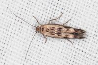 Scythris limbella