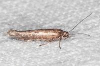 Scythris tenuivittella
