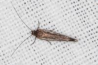 Scythris tenuivittella