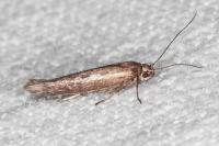 Scythris tenuivittella