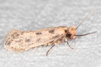 Anomalotinea liguriella