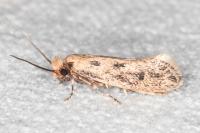 Anomalotinea liguriella