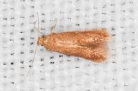 Tischeria