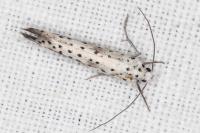Yponomeuta irrorella
