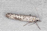 Yponomeuta irrorella