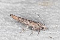 Zelleria oleastrella