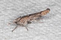 Zelleria oleastrella