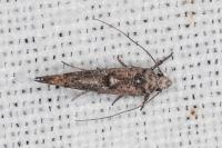 Zelleria oleastrella