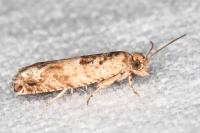 Crocidosema plebejana