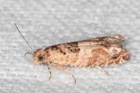 Crocidosema plebejana