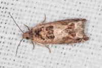 Crocidosema plebejana