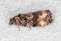 Endothenia gentianaeana