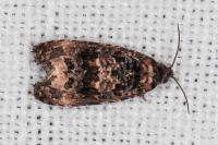Endothenia gentianaeana