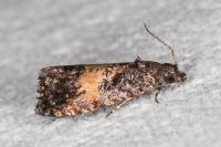 Endothenia nigricostana