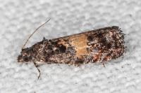 Endothenia nigricostana