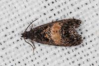 Endothenia nigricostana