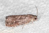 Grapholita molesta