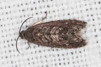 Grapholita molesta