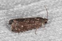 Grapholita molesta