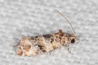 Lobesia botrana