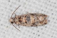 Lobesia botrana
