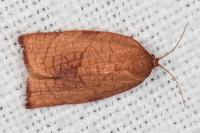 Cacoecimorpha pronubana