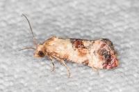 Neocochylis millierana