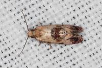 Neocochylis millierana