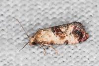 Neocochylis millierana