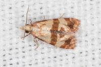 Phalonidia contractana