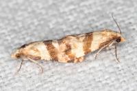 Phalonidia contractana