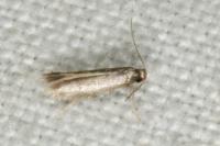 Coptotriche gaunacella