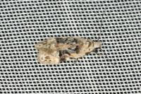 Altenia scriptella