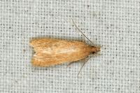 Helcystogramma rufescens
