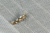 Calybites phasianipennella