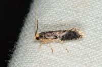 Monopis laevigella