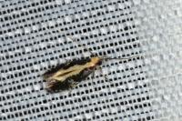 Monopis obviella