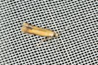 Coptotriche marginea