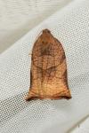 Archips podana