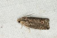 Cydia splendana