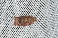 Gypsonoma minutana